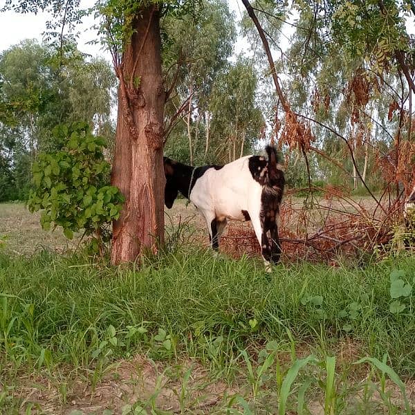 female goat for sale 7