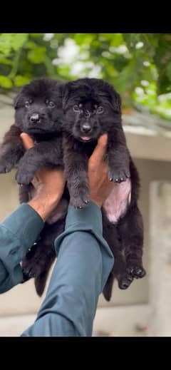 long coat German shepherd puppies