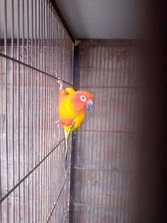 Sun conure