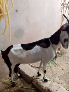 Goat for sale 3 months gaban