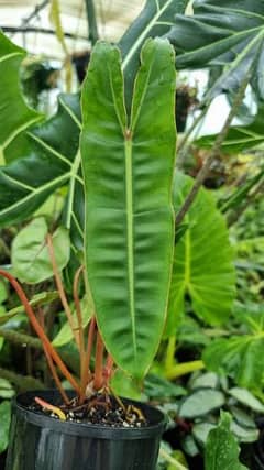 Phelodendron Billitiae Plant For Sale