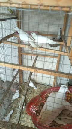 Red Eyes White Dove Adult pair