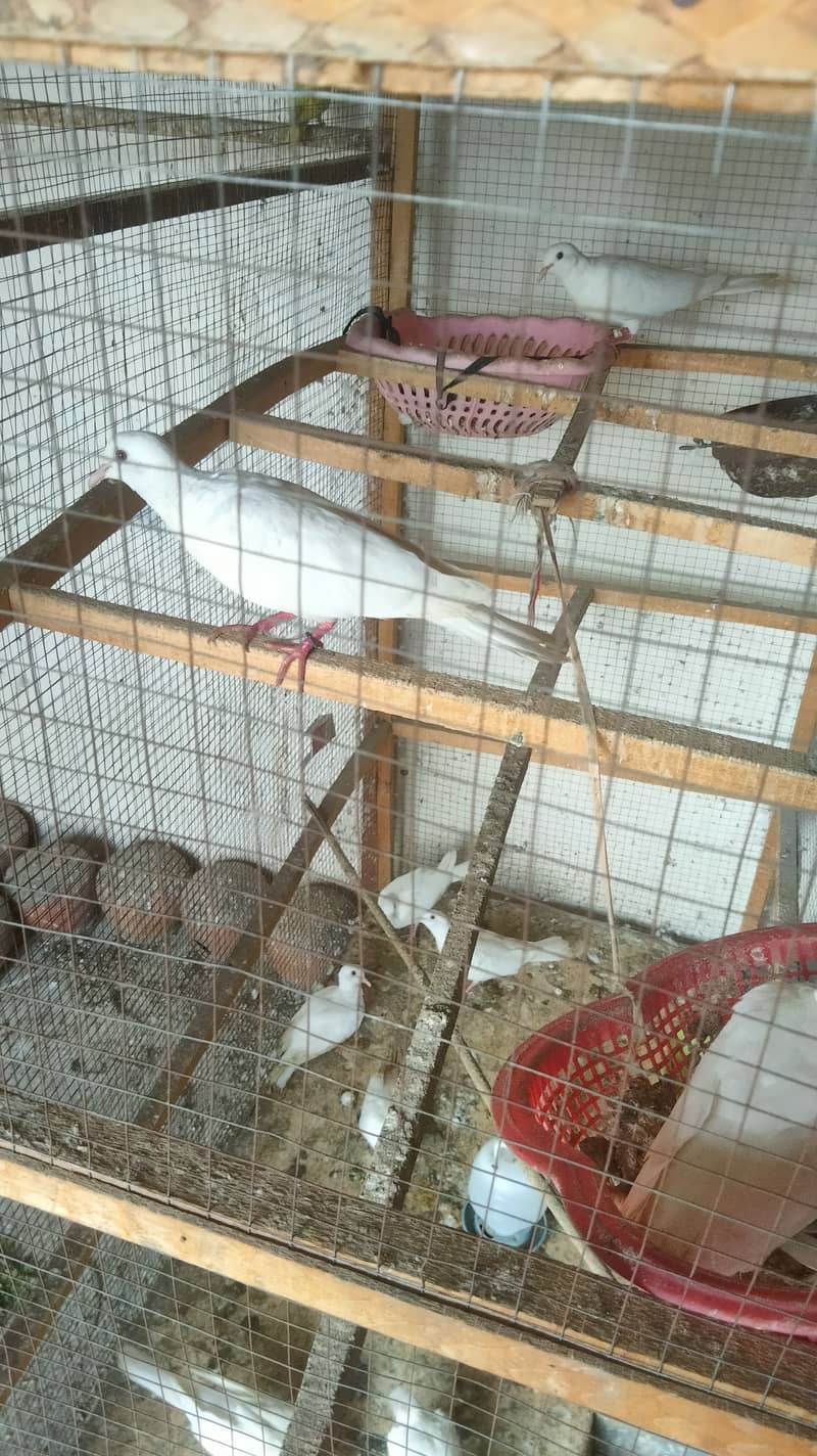 Red Eyes White Dove Adult pair 1