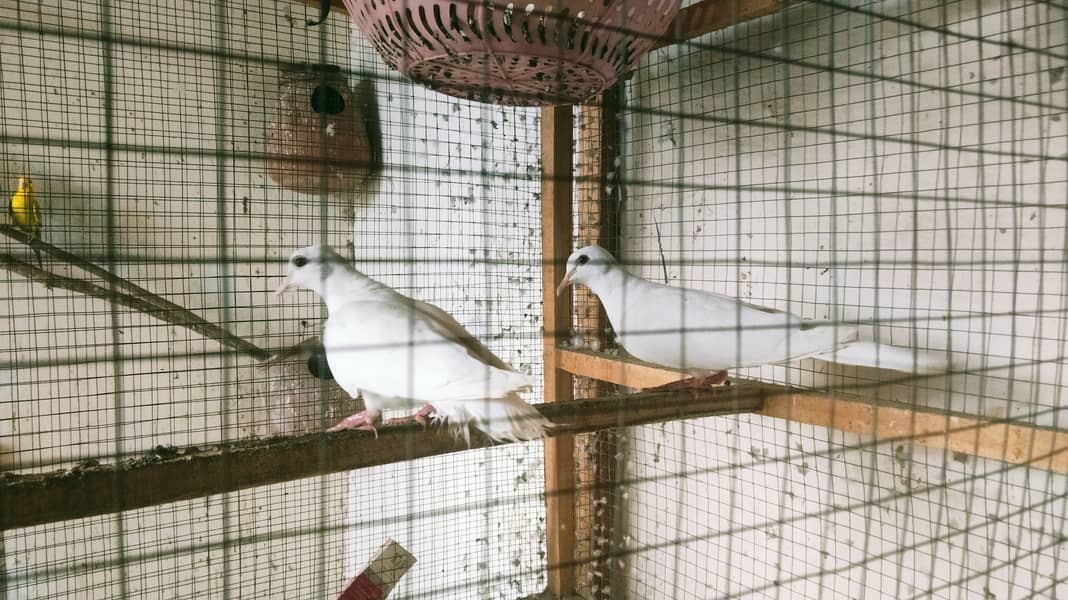 Red Eyes White Dove Adult pair 2