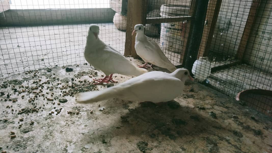 Red Eyes White Dove Adult pair 3