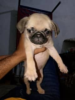 pug puppy for sale