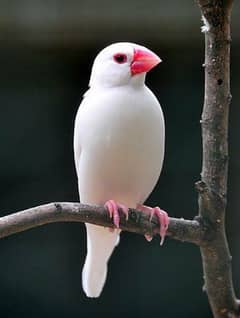 White jawa finch