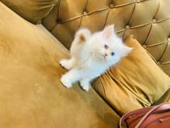Himalayan Persian kitten for Sale