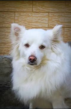 Russian Samoyed