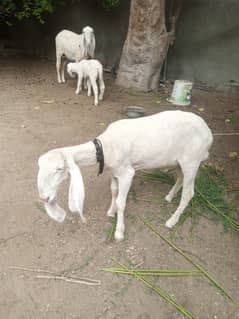 Larkana dumba dumbi with female kid