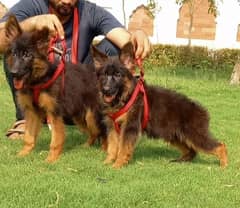 German Shepherd puppies For Sale