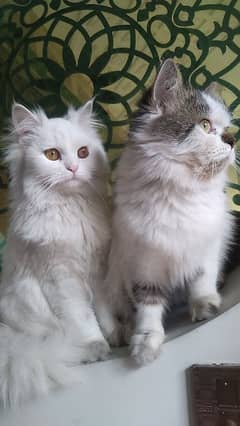pair of Persian cats