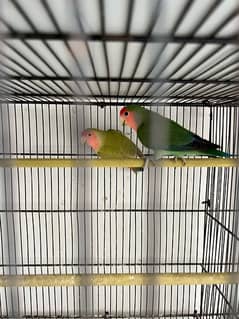 Peach-Faced Lovebird