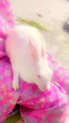 Beautiful white rabbits with red eyes   in Gujranwala