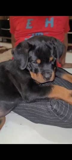 pedigreed Rottweiler female puppy