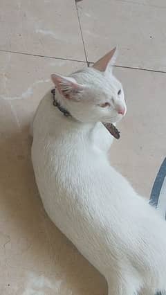 ver good cat white colour