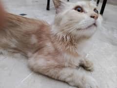 (Persian cat)-0333-3401696