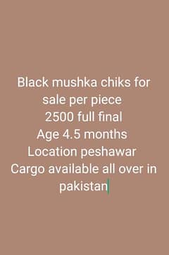 11 mushka chiks available for sale