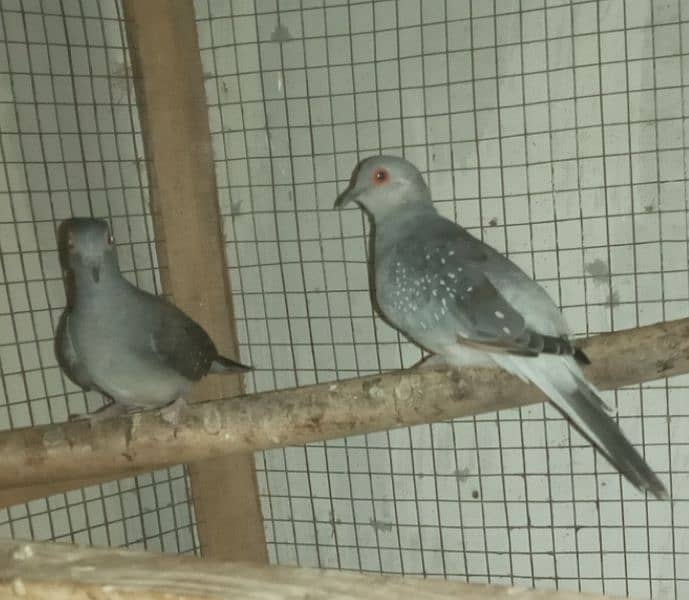 Dove Breeder pair 0