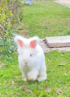 English Angora Fancy Rabbit