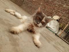 (Litter TRAIND) Cats and Kittens Available