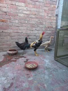 Aseel Pair + 1 desi female