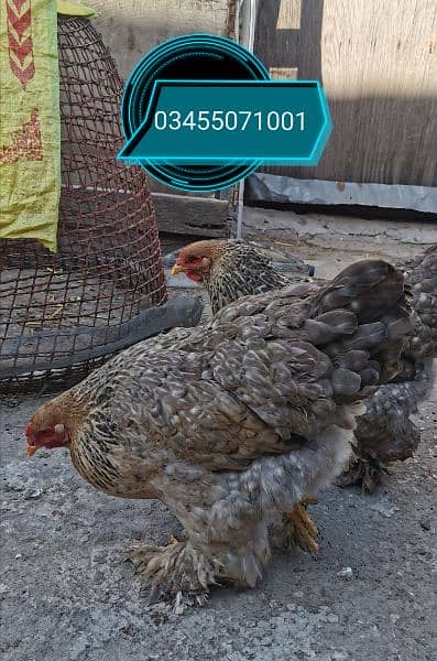 CuCo heavy brahma breeder heavy size 4