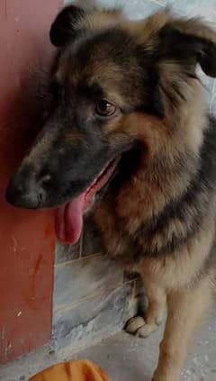 Belgian Shepherd Female