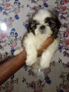 shihziu male puppy for sale