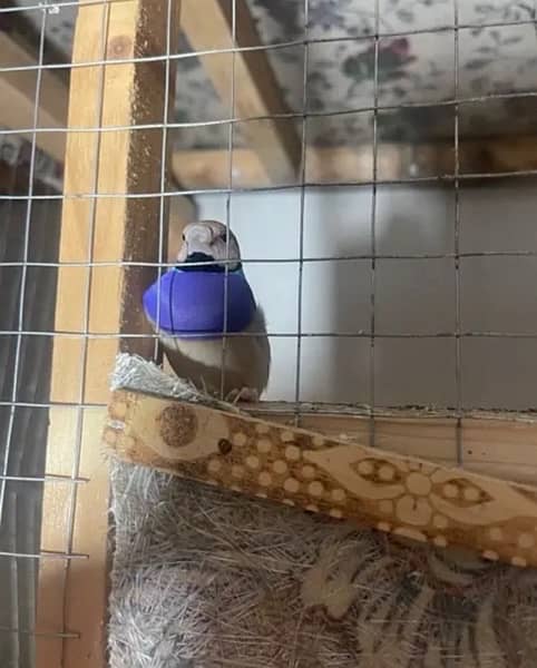 zebra finches breeder piece and gouldians 3