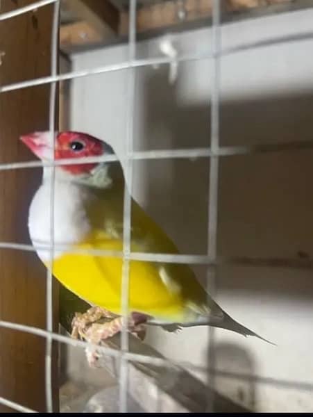 zebra finches breeder piece and gouldians 4