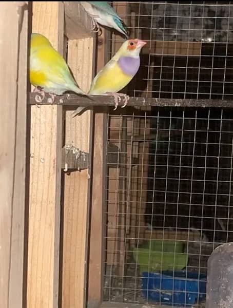 zebra finches breeder piece and gouldians 5