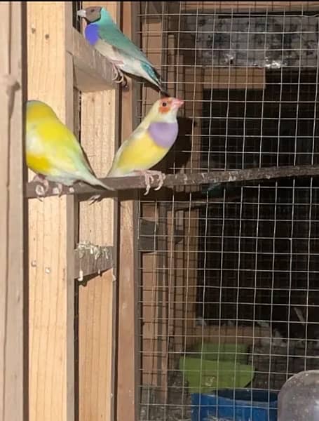 zebra finches breeder piece and gouldians 6