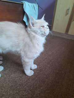 punch faced persian cat for sale