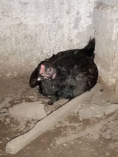 kurak two hens 2000 each