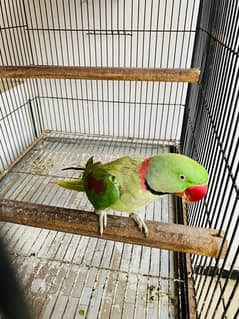 Pahari Parrot