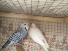 Budgies