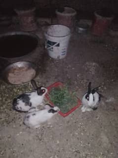 3 breeder  rabbits for sale one female 2 male