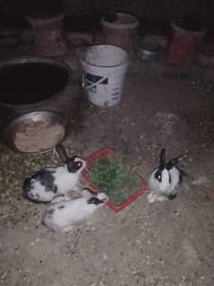 7  rabbits  male and female adult for sale