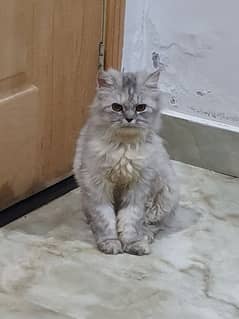 White and Grey 6 Month Old Persian Kitten