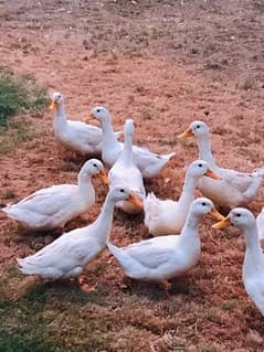 duck breedres