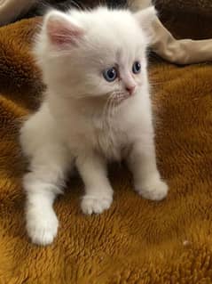 Persian / Kitten / Triple coat /blue eyes /Doll face / Cat