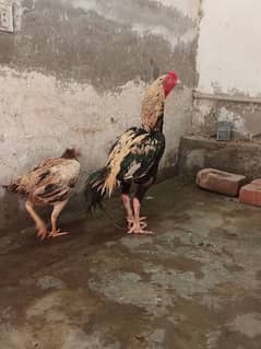 Aseel pair for sale white java male and mian wali female