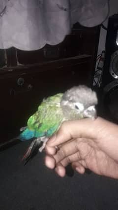 Green chicks conure 1 pair healthy and active urgent for sale
