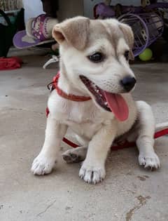 husky puppy