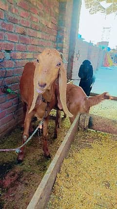 dasi bakri