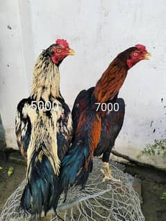 pure Mianwali Aseel brother roosters, Murghay for sale