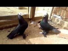 mukhi pigeon pair fancy breed full breeder