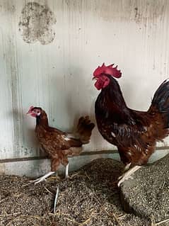rir pair and chicks for sale