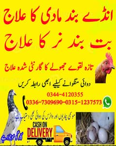 Pigeon Birds Kabootar